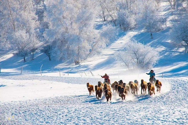 白樺林雪景1.jpg